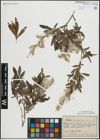 Foto von Salix purpurea L.